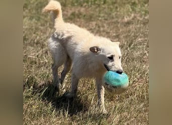Lion ein sehr freundlicher Rüde