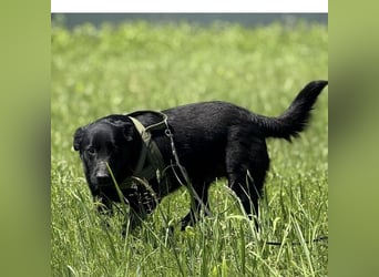 Blacky eine Knutschkugel Blacky eine Knutschkugel