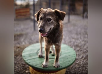 Casper ein toller Rüde