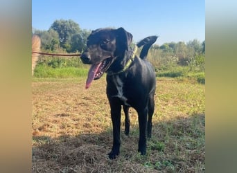 Jerry ein absoluter Traumhund