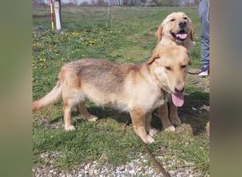 Biscotto- ein absoluter sanfter Traumhund