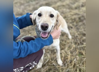 Iggy ein Menschenliebender Rüde