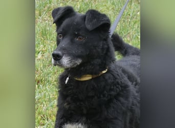 Dante ein Schatz der geliebt werden möchte