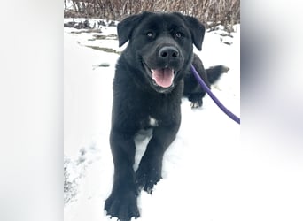 Honda eine wundervolle Hündin