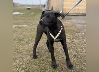 Kana eine sehr elegante Hündin