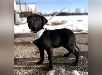 Bart ein absoluter Welpenbub