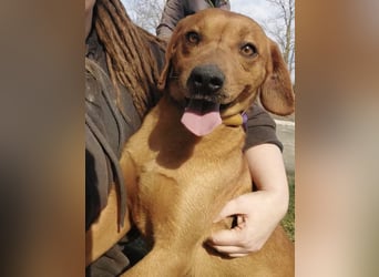 Chiko ein Menschen liebender