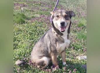 Diwa eine unglaublich liebe Hündin