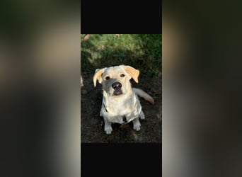 Tommy ein Familienhund