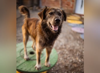 Casper ein toller Rüde