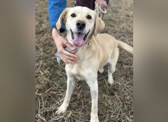 Iggy ein Menschenliebender Rüde