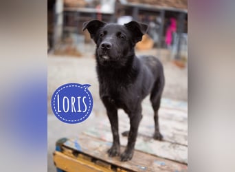 Loris ein schwarzer Schwan