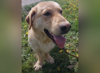 Biscotto- ein absoluter sanfter Traumhund