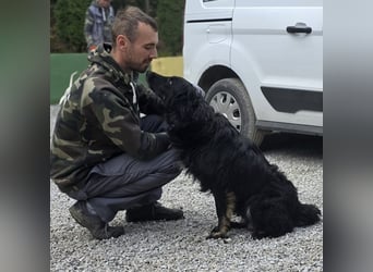 Iris eine wundervolle ruhige Hündin