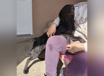 Mila eine Familiengeeignete Hündin