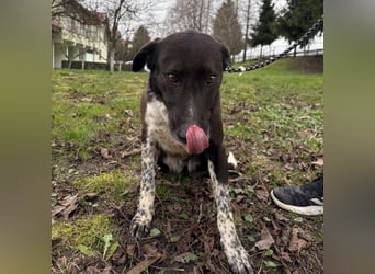 Lenka braucht ein neues Zuhause