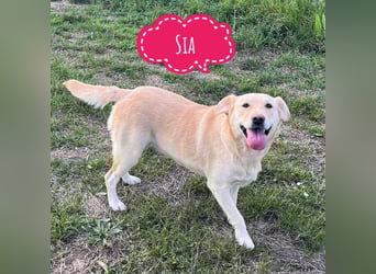 Sia eine wundervolle Familienhündin