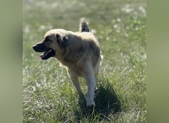 Monty ein toller Rüde