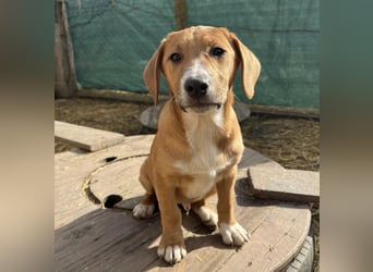 Roli ein sanfter verspielter Hundebub