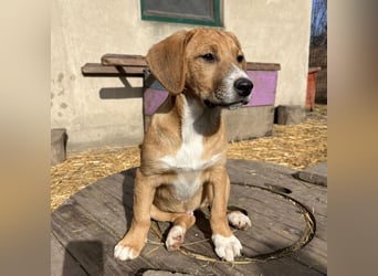 Roli ein sanfter verspielter Hundebub