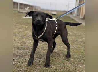 Kana eine sehr elegante Hündin