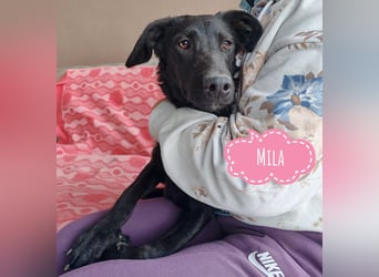 Mila eine Familiengeeignete Hündin