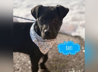 Bart ein absoluter Welpenbub