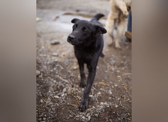 Loris ein schwarzer Schwan