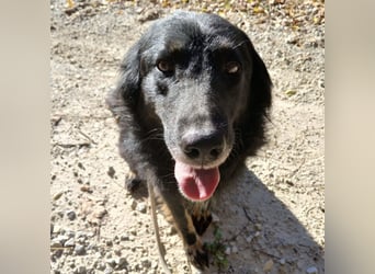 Iris eine wundervolle ruhige Hündin