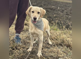 Iggy ein Menschenliebender Rüde