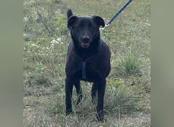 Blacky eine Knutschkugel Blacky eine Knutschkugel