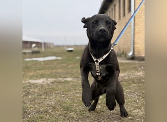 Kana eine sehr elegante Hündin