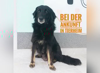 Iris eine wundervolle ruhige Hündin