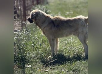 Monty ein toller Rüde