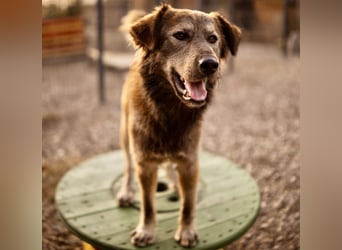 Casper ein toller Rüde