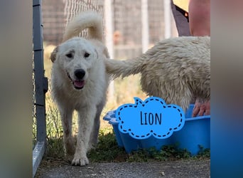 Lion ein sehr freundlicher Rüde