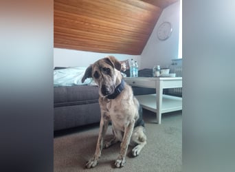 Cheyenne: Traumhund ohne Wenn und Aber