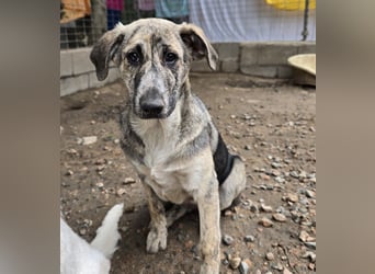 Cheyenne: Traumhund ohne Wenn und Aber