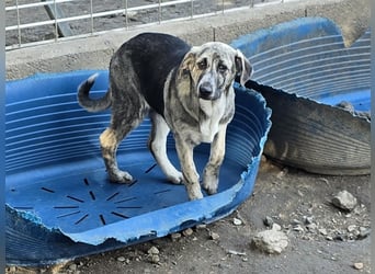 Cheyenne: Traumhund ohne Wenn und Aber