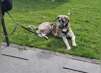 Cheyenne: Traumhund ohne Wenn und Aber