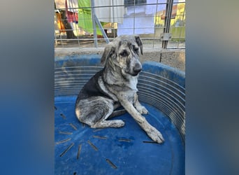 Cheyenne: Traumhund ohne Wenn und Aber