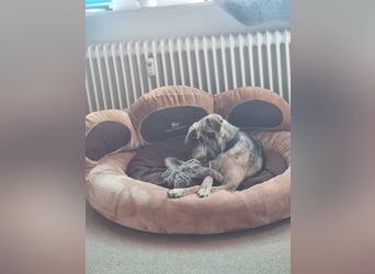 Cheyenne: Traumhund ohne Wenn und Aber