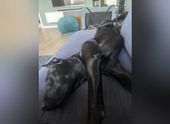 Suche ein neues zu Hause