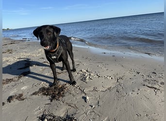 Suche ein neues zu Hause