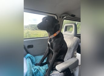 Suche ein neues zu Hause