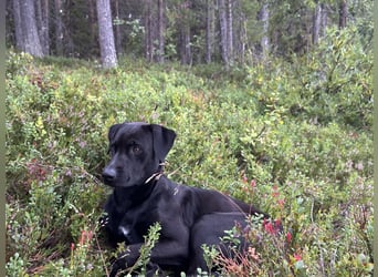 Suche ein neues zu Hause