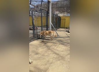 lieber Retriever Mix Rüde sucht Körbchen