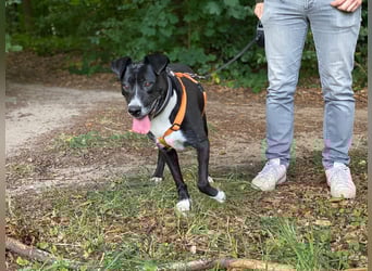 BLANCA ❤️ Sonnenschein Familienhündin, Pflegefamilie Bochum