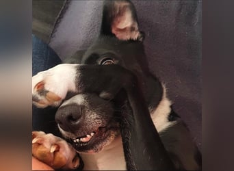 BLANCA ❤️ Sonnenschein Familienhündin, Pflegefamilie Bochum