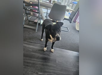 BLANCA ❤️ Sonnenschein Familienhündin, Pflegefamilie Bochum